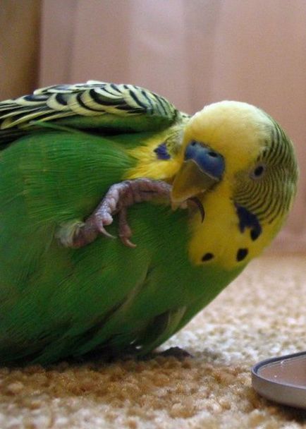 Hogyan kell tanítani a papagáj beszélni nimfa