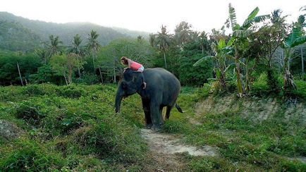 Cum să înveți să speli un elefant - știri în fotografii