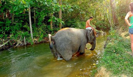 Cum să înveți să speli un elefant - știri în fotografii