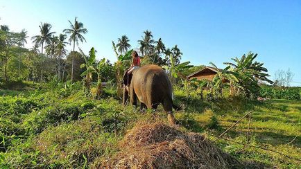 Cum să înveți să speli un elefant - știri în fotografii