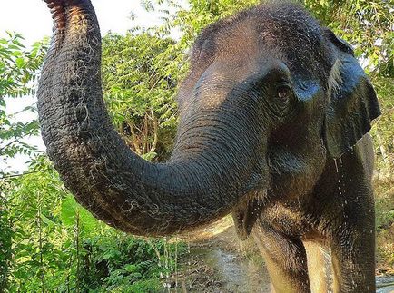 Cum să înveți să speli un elefant - știri în fotografii