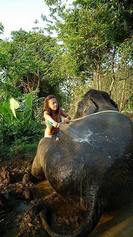 Hogyan lehet megtanulni, hogy mossa egy elefánt - hírek képekben