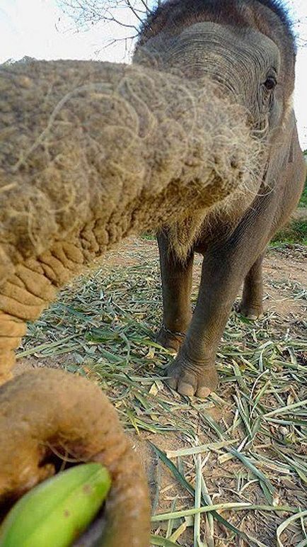 Cum să înveți să speli un elefant - știri în fotografii