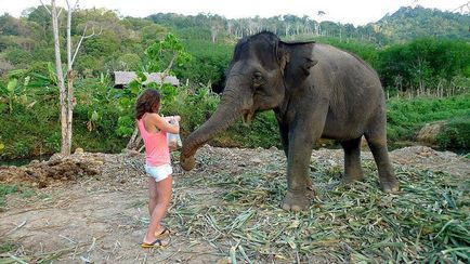 Cum să înveți să speli un elefant - știri în fotografii