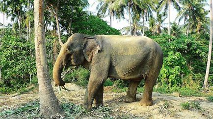Hogyan lehet megtanulni, hogy mossa egy elefánt - hírek képekben