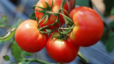 Яке має бути освітлення для вирощування томатів