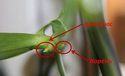 Hogyan lehet megkülönböztetni a tüske a gyökér a jelei Phalaenopsis