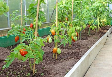 Hogyan lekötni paradicsom üvegházi polikarbonát tanácsot kertészek