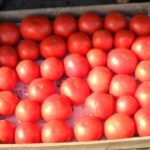 Як підв'язати помідори в теплиці з полікарбонату поради городникам