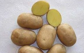 Як отримати рекордний урожай картоплі який урожай вважається рекордним