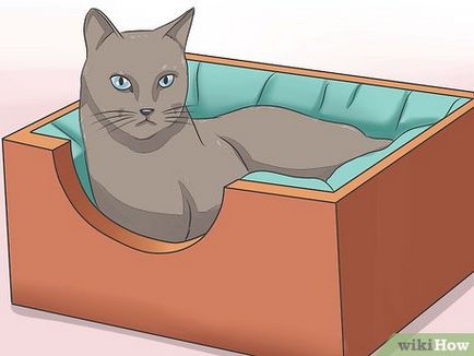 Cum să ajuți o pisică dacă i-ar rupe umărul