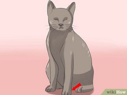 Cum să ajuți o pisică dacă i-ar rupe umărul