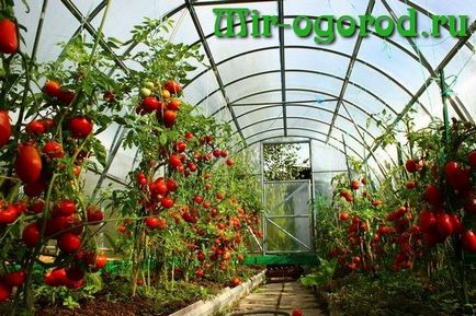 Як посадити помідори в теплиці щоб був великий урожай