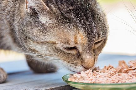 Cum să hrăniți o pisică cu alimente umede