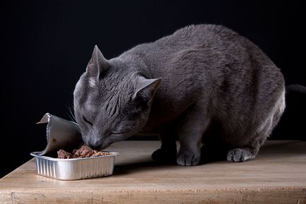 Cum să hrăniți o pisică cu alimente umede