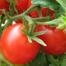 Як правильно висаджувати помідори, приватний будинок