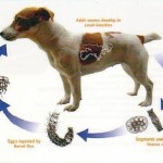 Як привчити цуценя до лотка, розплідник собак - лабрадор
