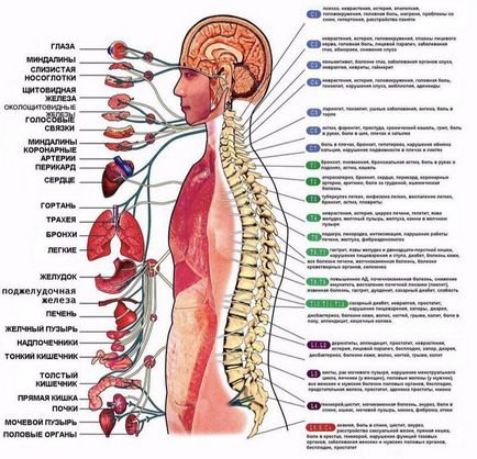 Modul în care problemele coloanei vertebrale afectează organismul