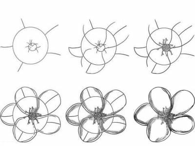 Cum să atragă flori, să deseneze căpșuni, păpădie și creion de geraniu în etape