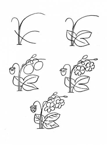 Cum să atragă flori, să deseneze căpșuni, păpădie și creion de geraniu în etape