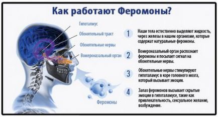 Як зробити духи з феромонами в домашніх умовах