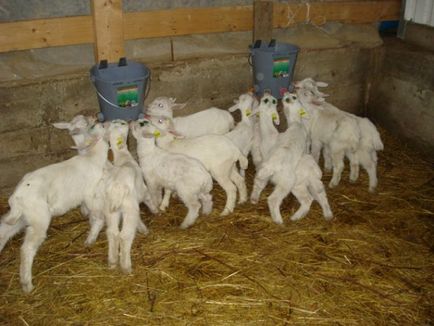 Hogyan lehet megtartani a kecskék és legfontosabb betegségek kezelésére