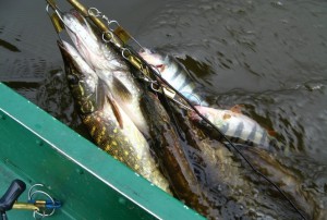 Cum să păstrăm peștele prins în vară, vom spune, un blog despre pescuit