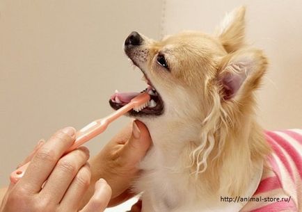 Як зміцнити зуби і ясна собаки і кішки, вет-точка