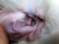 Cum să aibă grijă de urechile de pisici, veterinari veterinari