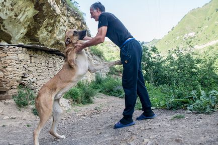 Cum se ridică ciobănești caucazieni pentru luptele de câini în Daghestan, cum se face?