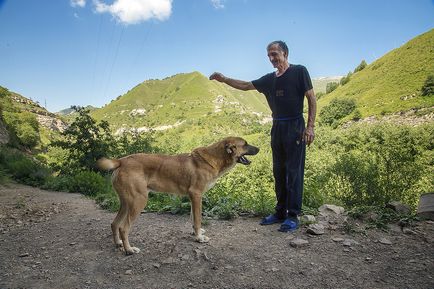 Cum se ridică ciobănești caucazieni pentru luptele de câini în Daghestan, cum se face?