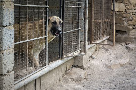 Cum se ridică ciobănești caucazieni pentru luptele de câini în Daghestan, cum se face?