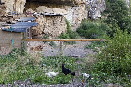 Cum se ridică ciobănești caucazieni pentru luptele de câini în Daghestan, cum se face?