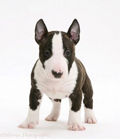 Hogyan válasszuk ki a kiskutya bull terrier