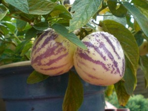 Як вирощувати екзотичні фрукти в домашніх умовах