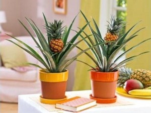 Hogyan növekszik ananász otthon, és kezeli az összes natív egzotikus gyümölcsök