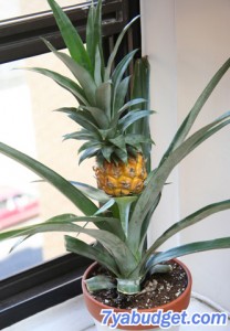 Cum să crească ananasul acasă și să-i tratezi pe toți rudele tale cu fructe exotice