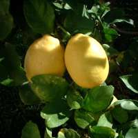 Hogyan növekszik a citrom otthon alapszabályok
