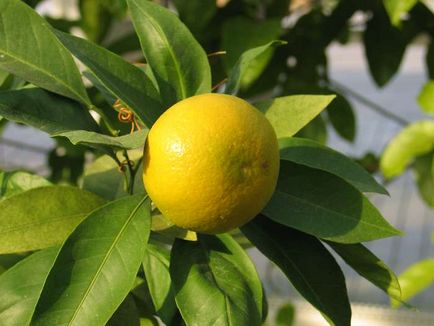 Як виростити вдома лимон основні правила