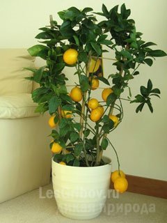 Як виростити лимон в кімнаті - навколишня природа, пізнавальні факти про тварин і рослини