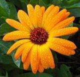 Calendula officinalis, tratamentul cu calendula