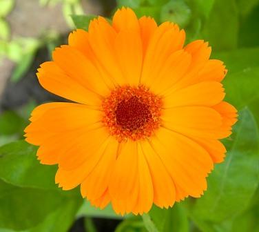 Calendula officinalis, tratamentul cu calendula