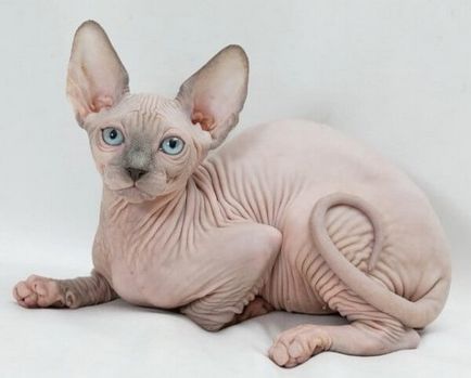 Canadian Sphynx - îngrijire și conținut