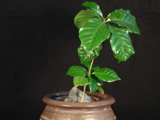 Карликовий кава аравійська «альберт» фото і догляд в процесі вирощування