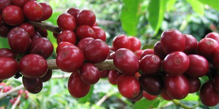 Карликовий кава аравійська «альберт» фото і догляд в процесі вирощування