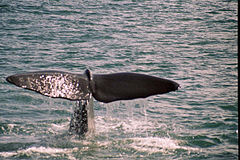 Balena de spermă - aspect și structură