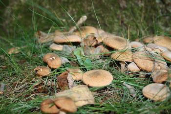 De ce visul de a culege ciuperci în pădure ceea ce spun cărțile de vis