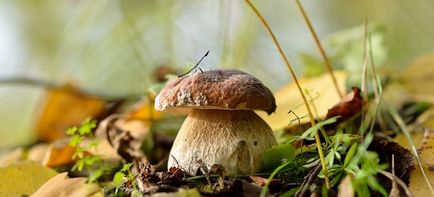 Cum arată ciuperca în pădure?