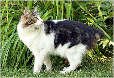 Кимрик (уельська кішка) фото і відео, ціна, характер, опис породи