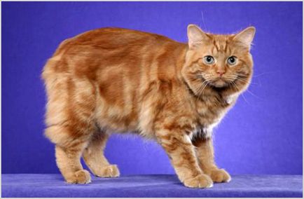 Kimryk (pisica galeză) fotografie și video, preț, caracter, descrierea rasei
